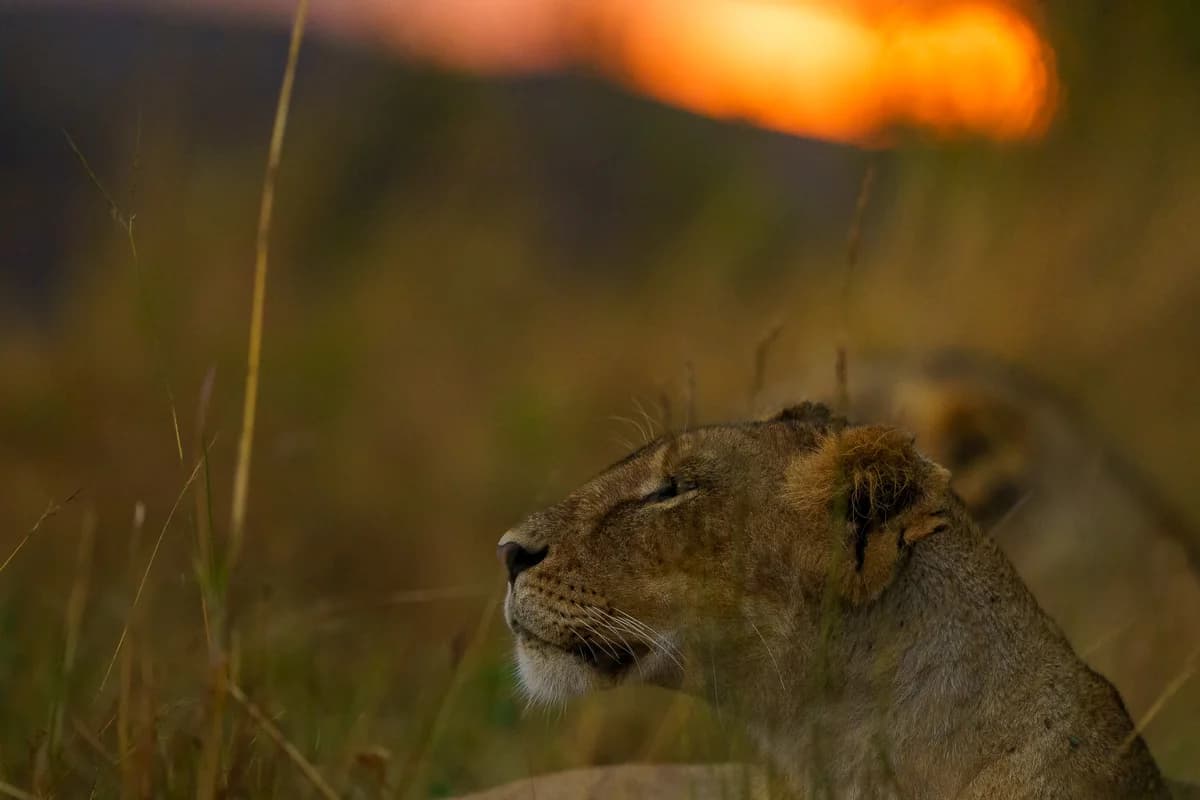 Masai Mara, Kenya – bild 151