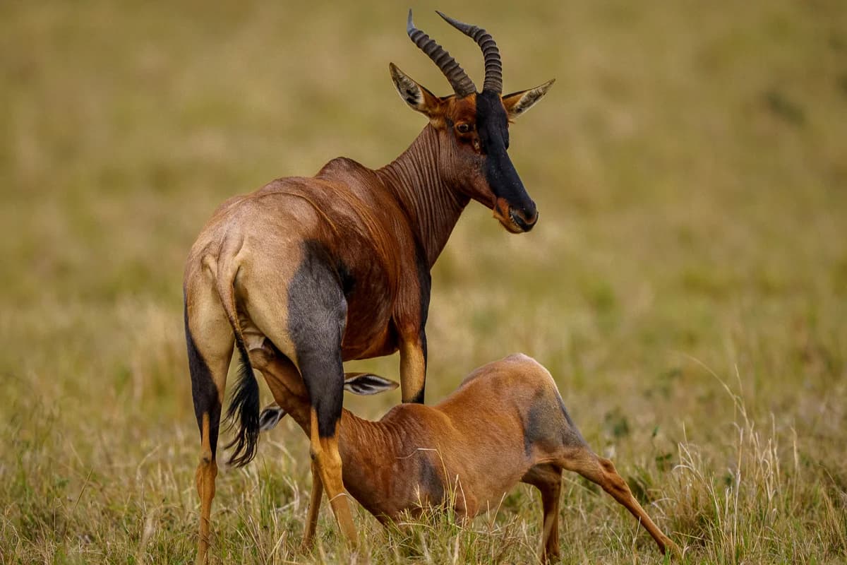 Masai Mara, Kenya – bild 152