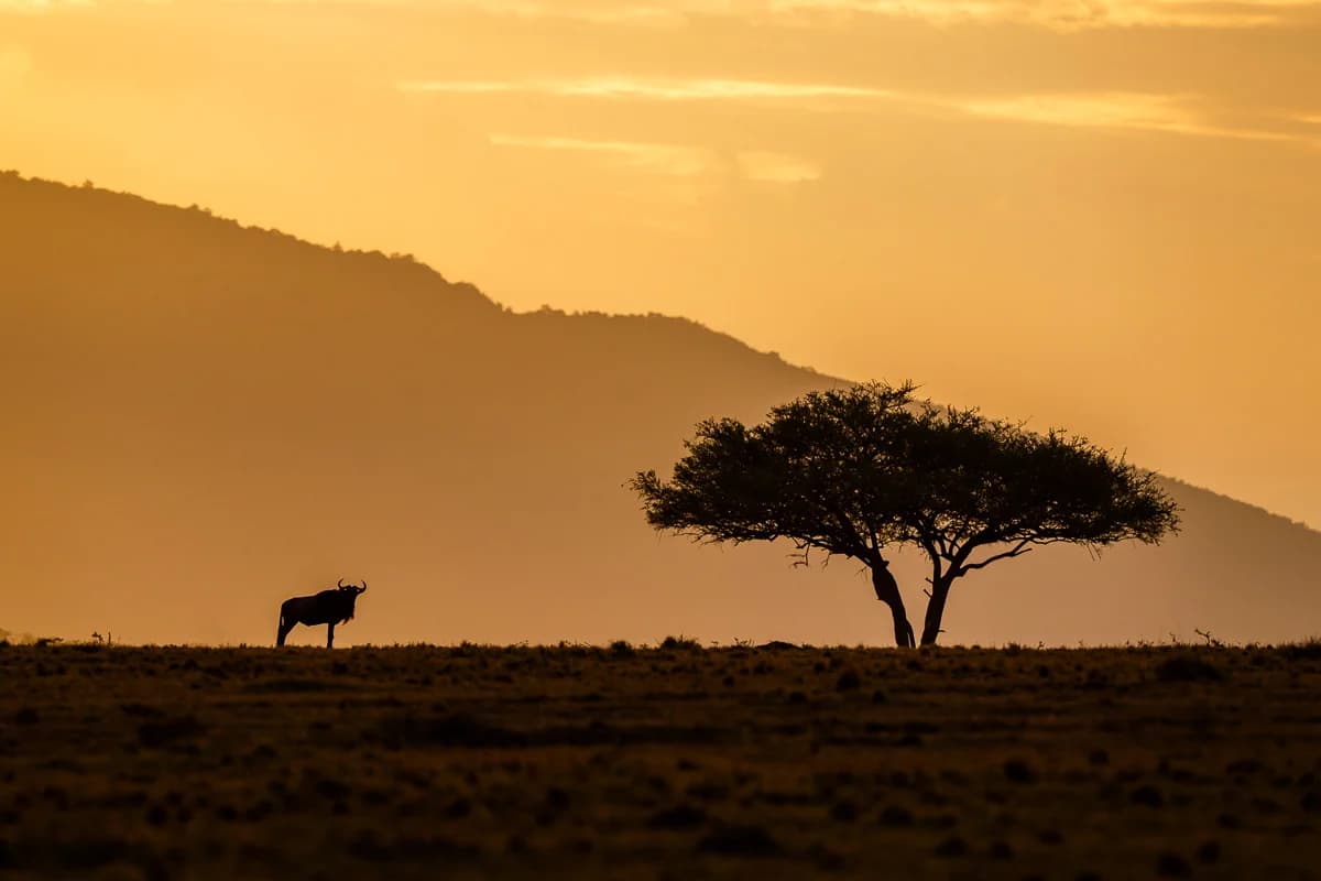 Masai Mara, Kenya – bild 154