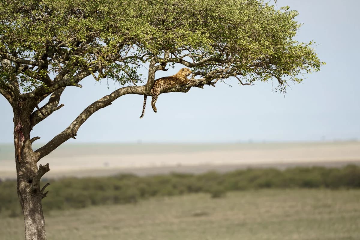 Masai Mara, Kenya – bild 155