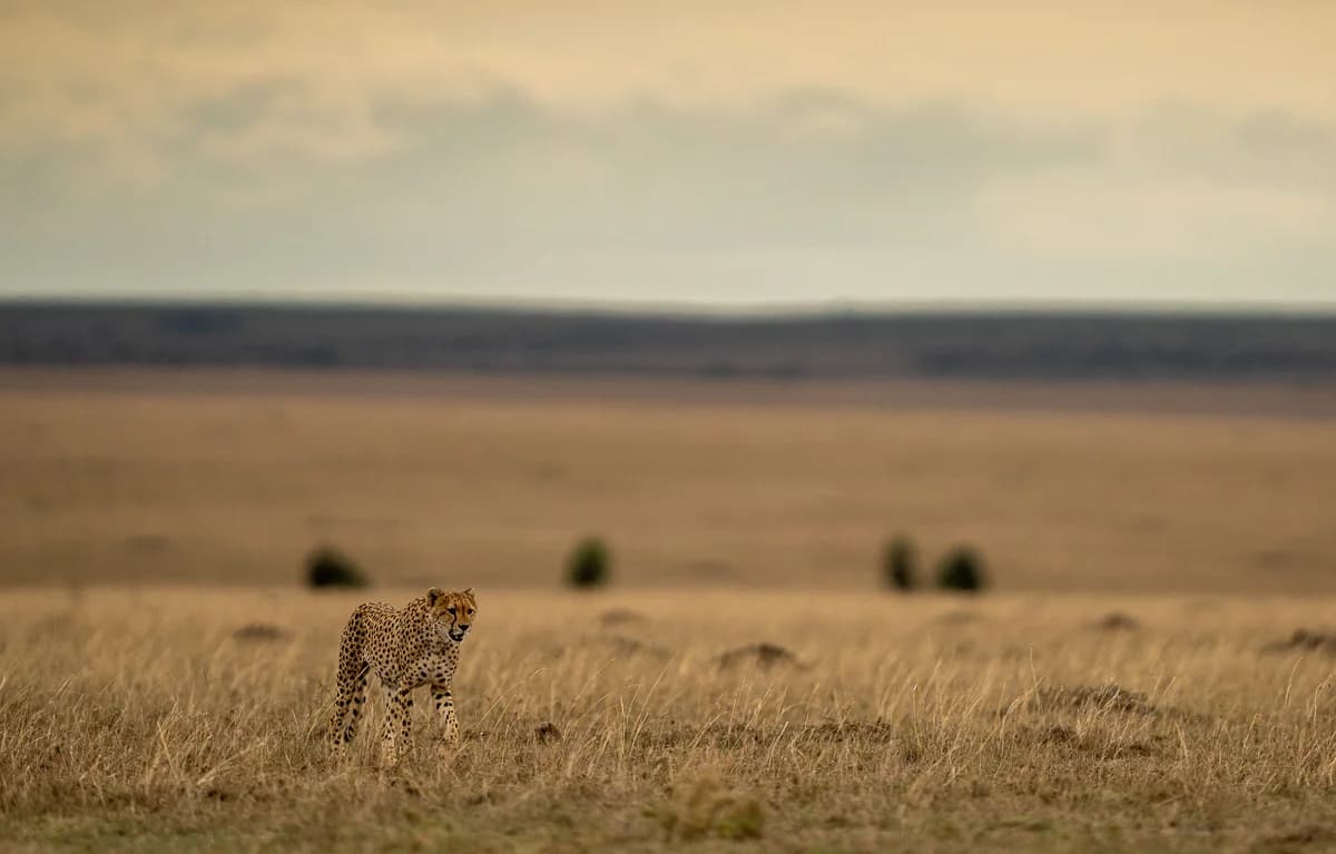 Masai Mara, Kenya – bild 157