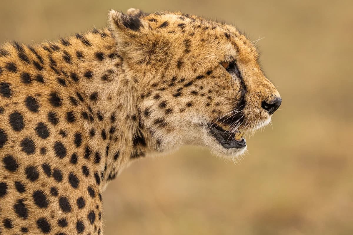 Masai Mara, Kenya – bild 159