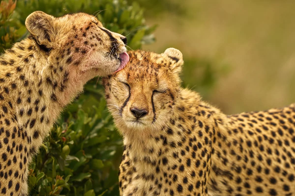 Masai Mara, Kenya – bild 160