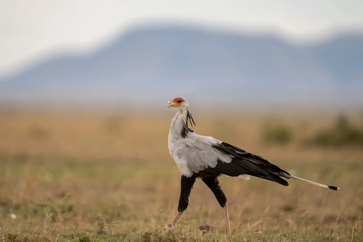 Masai Mara, Kenya – bild 161