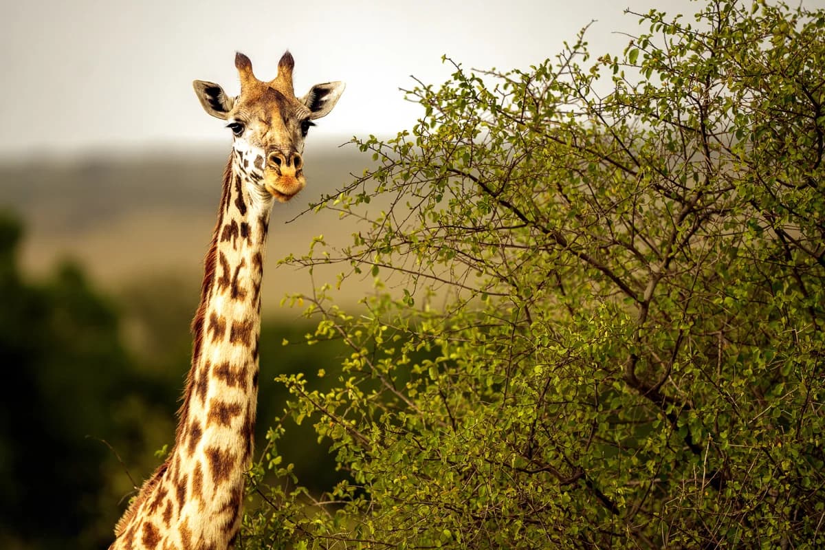Masai Mara, Kenya – bild 165