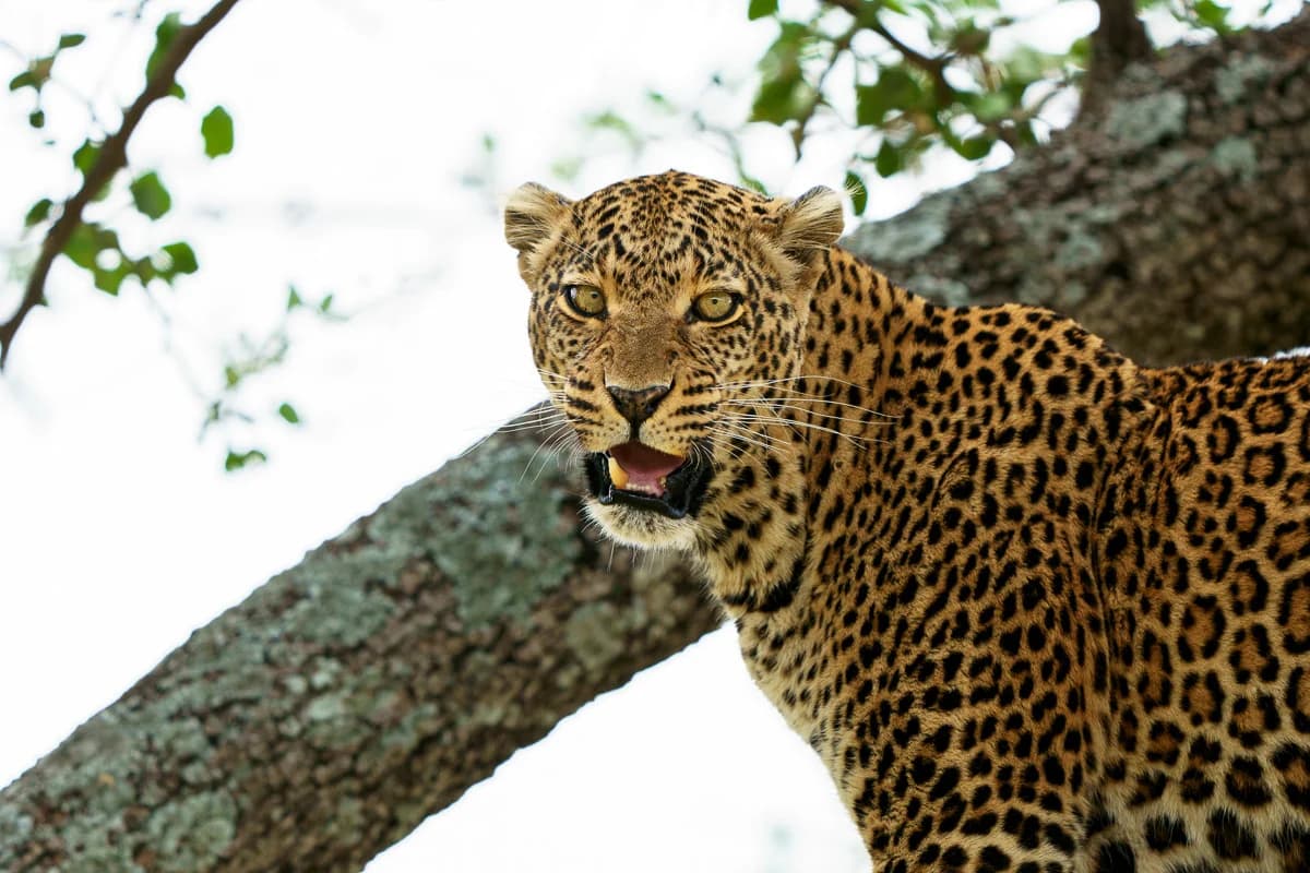 Masai Mara, Kenya – bild 167