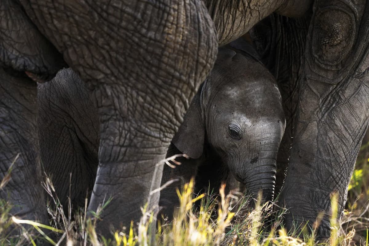 Masai Mara, Kenya – bild 168