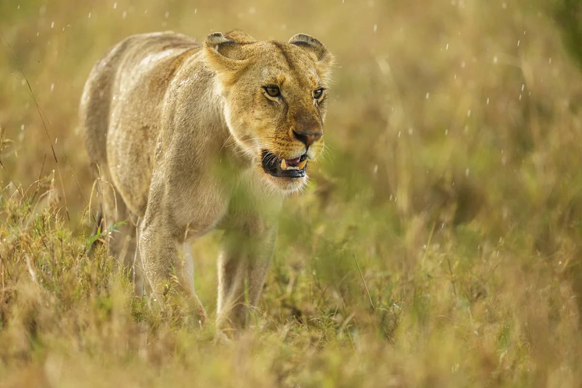 Masai Mara, Kenya – bild 170