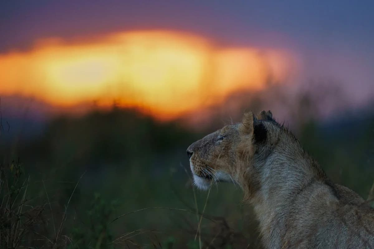 Masai Mara, Kenya – bild 171