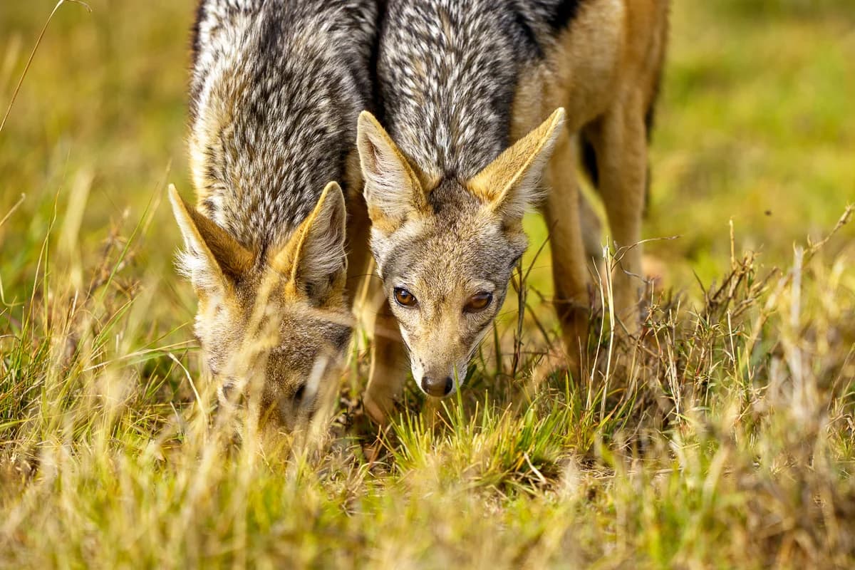 Masai Mara, Kenya – bild 172