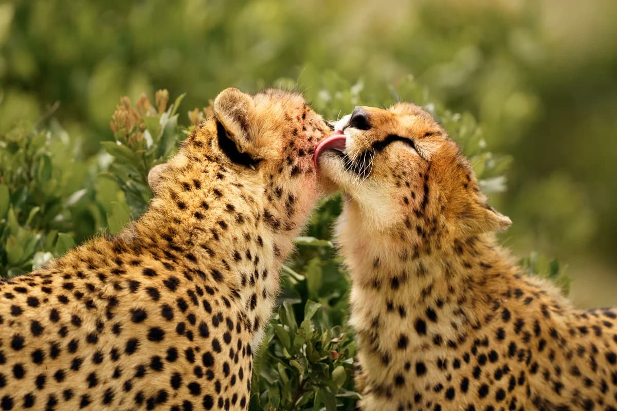 Masai Mara, Kenya – bild 173