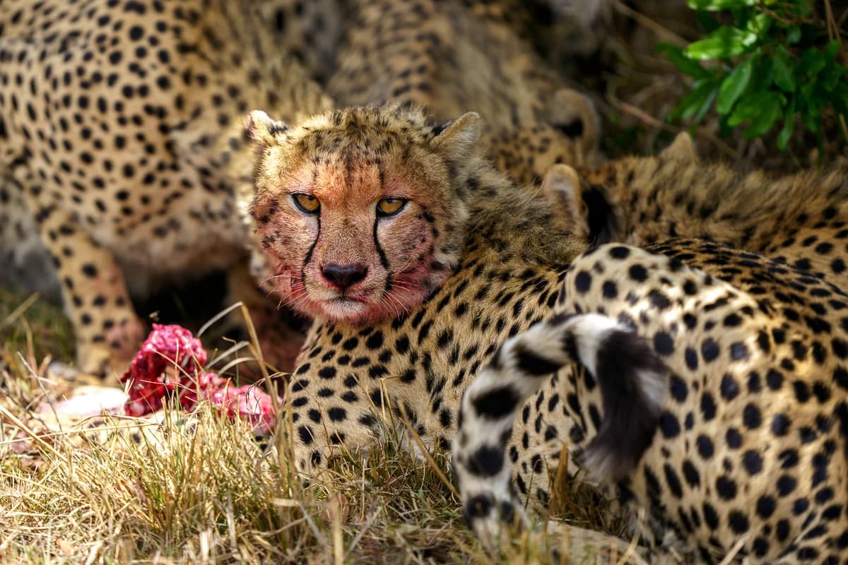 Masai Mara, Kenya – bild 176