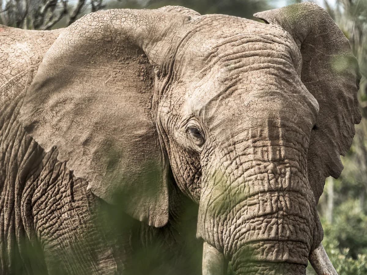 Masai Mara, Kenya – bild 179