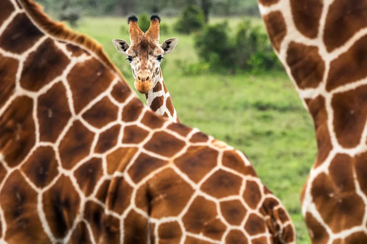 Masai Mara, Kenya – bild 180