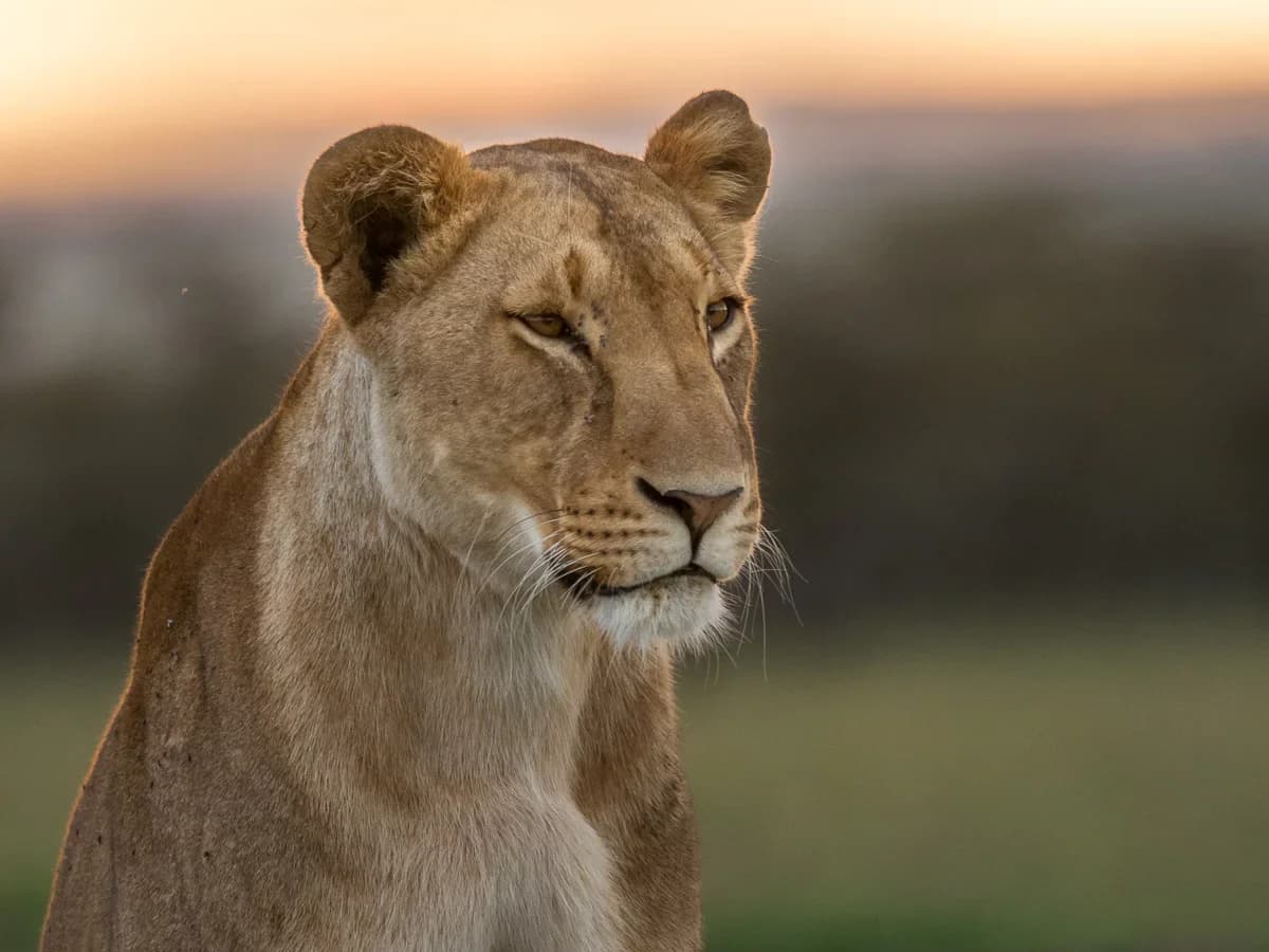 Masai Mara, Kenya – bild 181