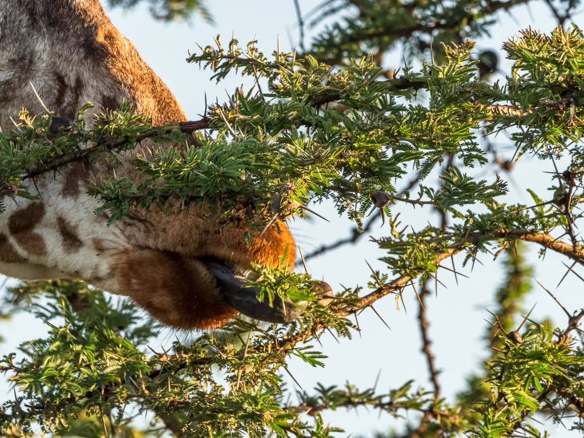 Masai Mara, Kenya – bild 183