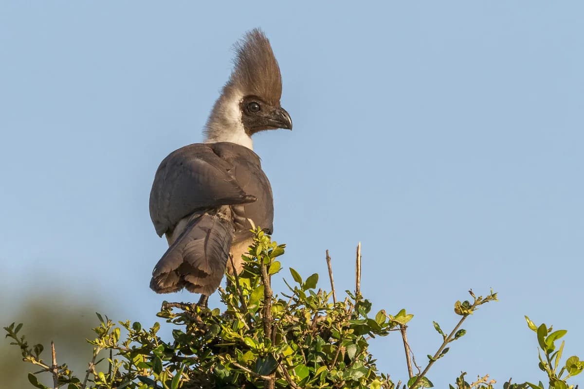 Masai Mara, Kenya – bild 185