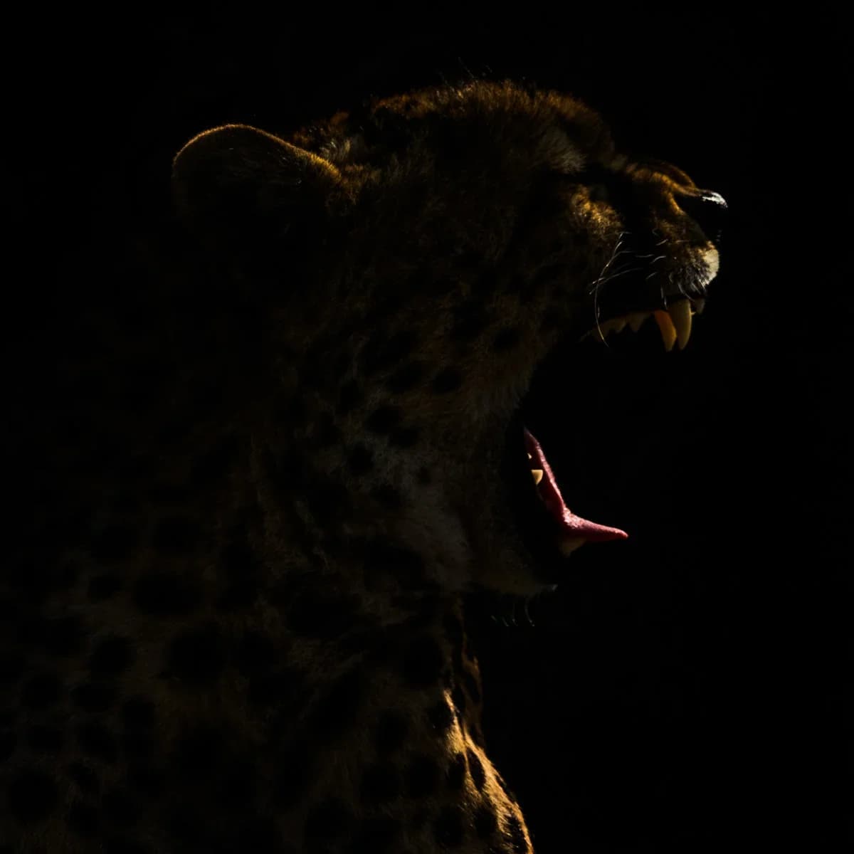 Masai Mara, Kenya – bild 187