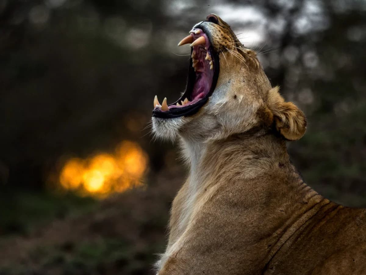 Masai Mara, Kenya – bild 189