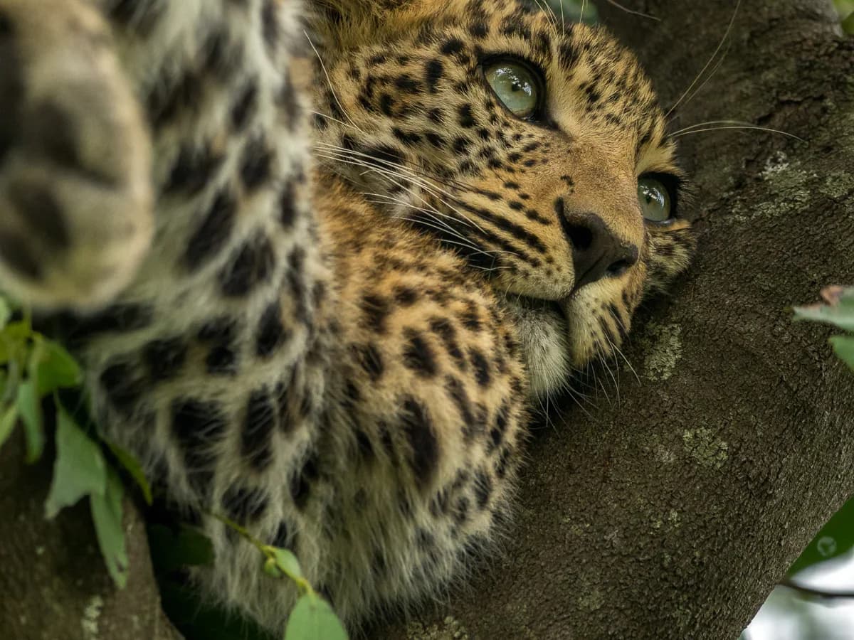 Masai Mara, Kenya – bild 190