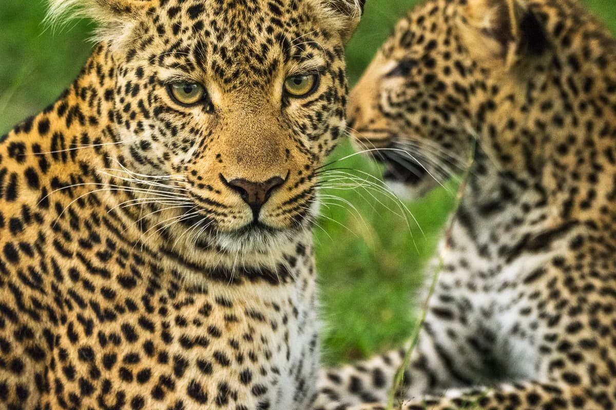 Masai Mara, Kenya – bild 191