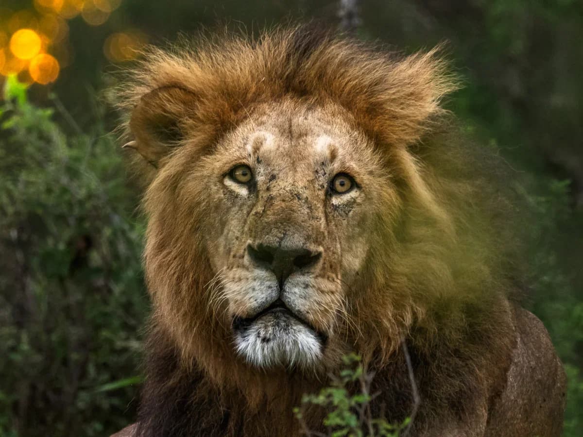 Masai Mara, Kenya – bild 192