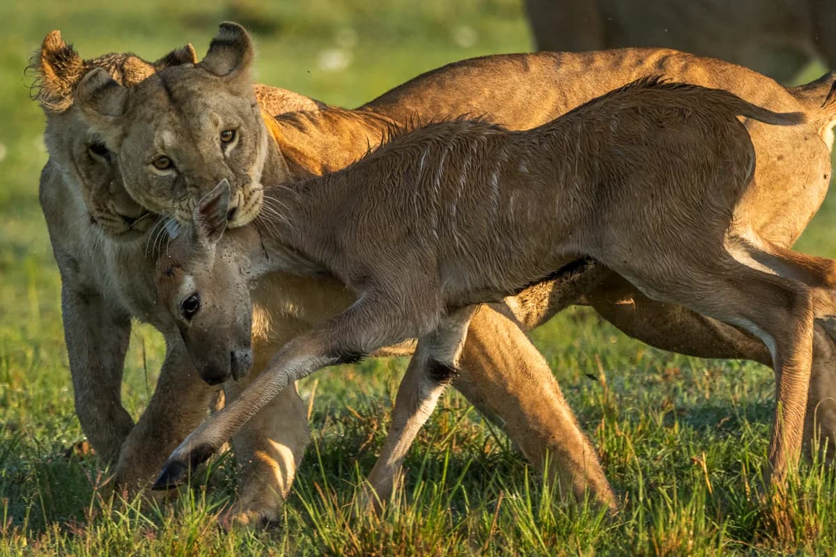 Masai Mara, Kenya – bild 193
