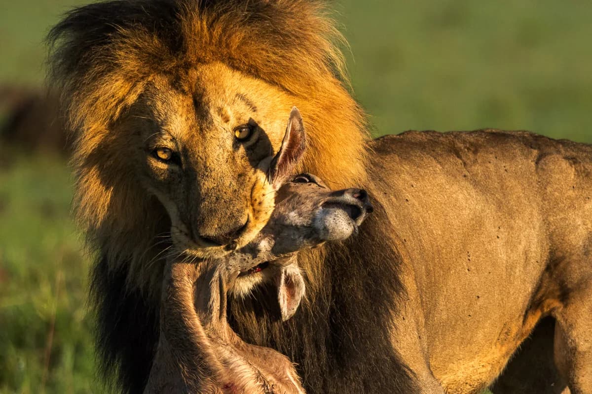 Masai Mara, Kenya – bild 194