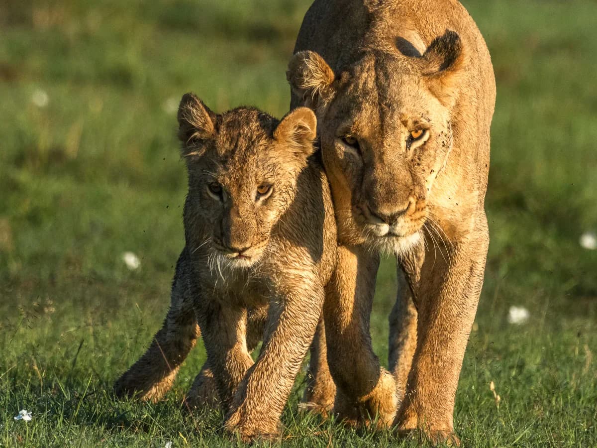 Masai Mara, Kenya – bild 195