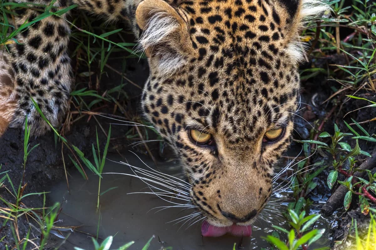 Masai Mara, Kenya – bild 197