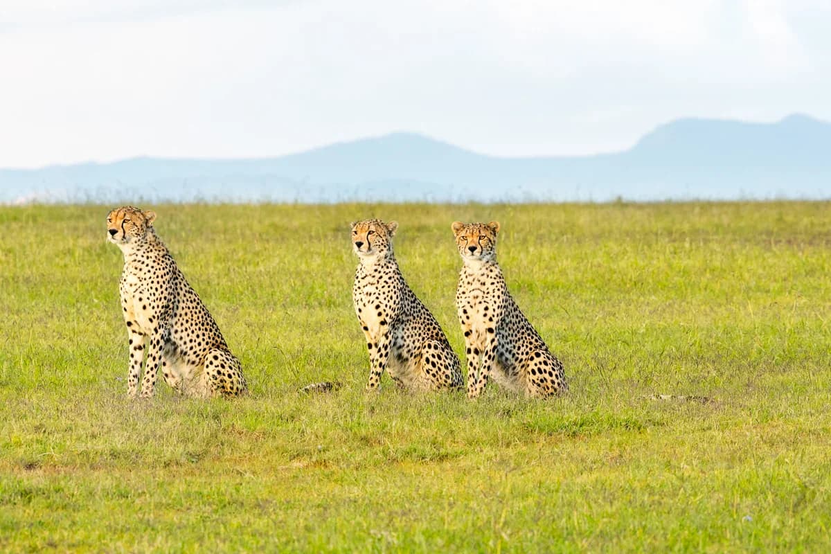 Masai Mara, Kenya – bild 198
