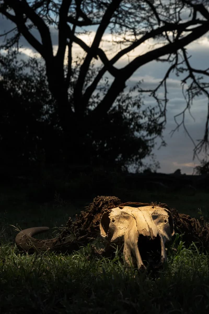 Masai Mara, Kenya – bild 199