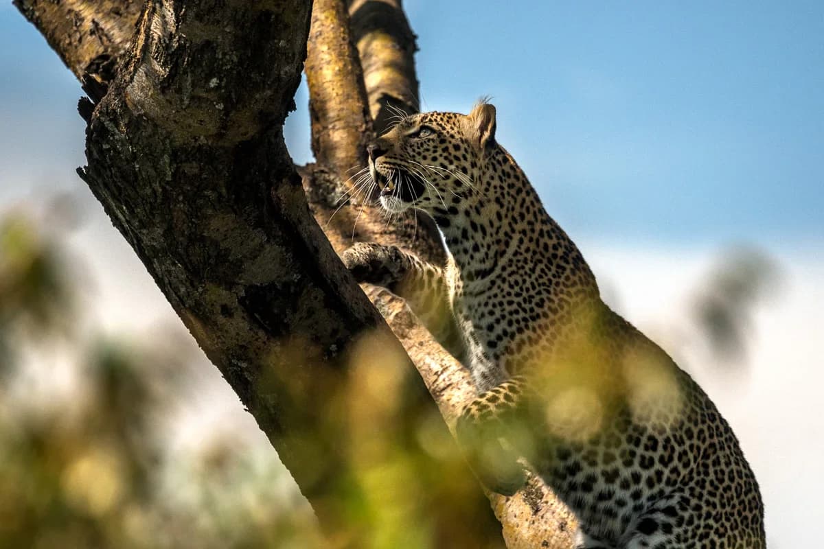 Masai Mara, Kenya – bild 200