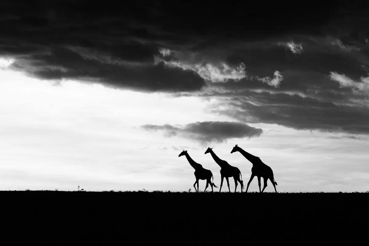 Masai Mara, Kenya – bild 201