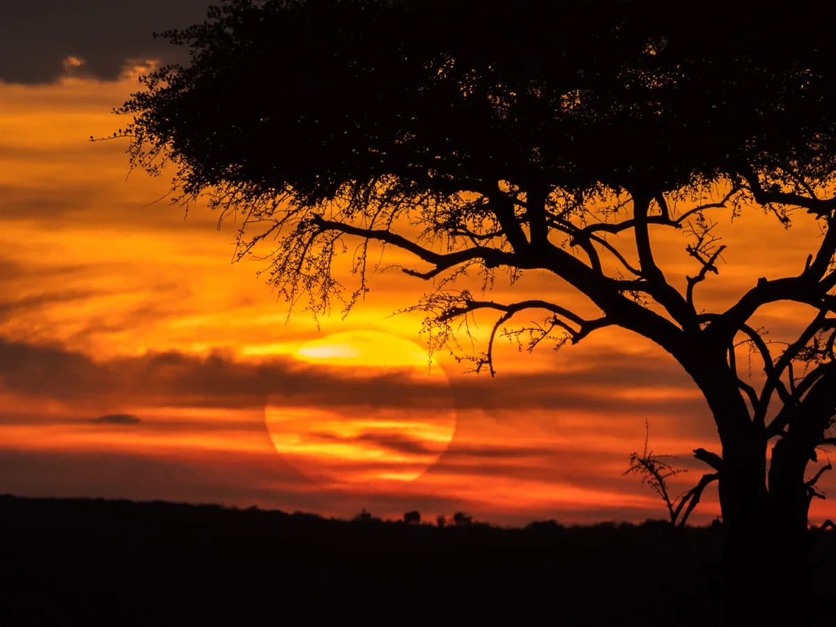 Masai Mara, Kenya – bild 206
