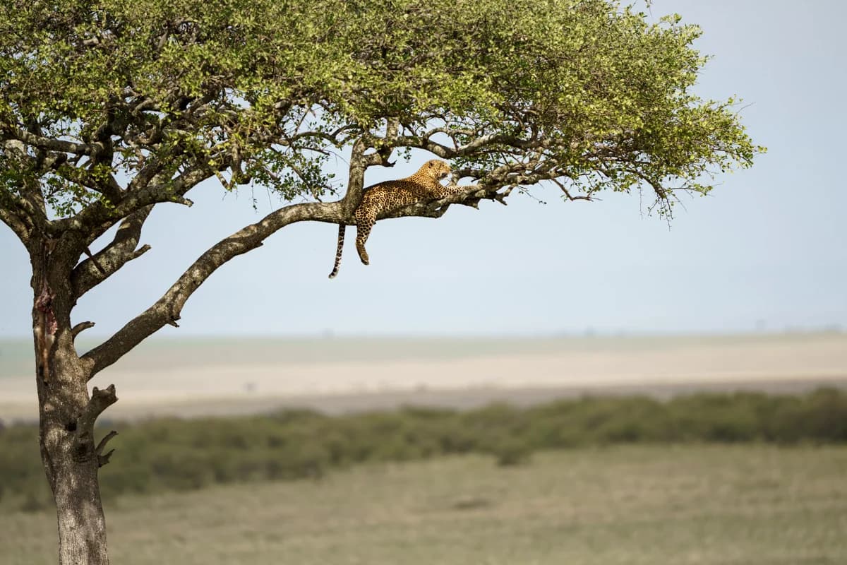 Leopard vilande i ett akaciaträd i Masai Mara