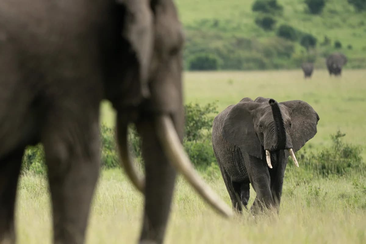 Närbild på afrikansk elefant med böjd snabel på savannen i Masai Mara
