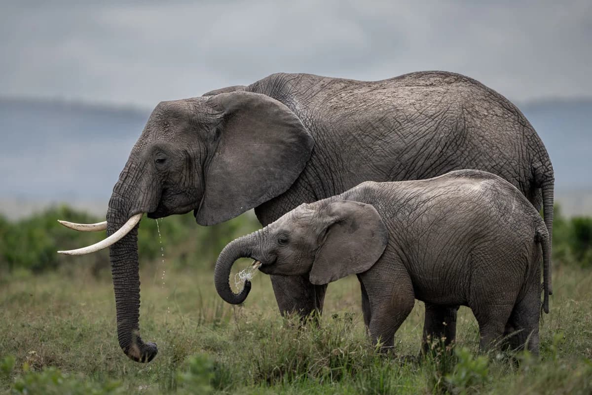 Gasell i närbild mot savannbakgrund i Masai Mara