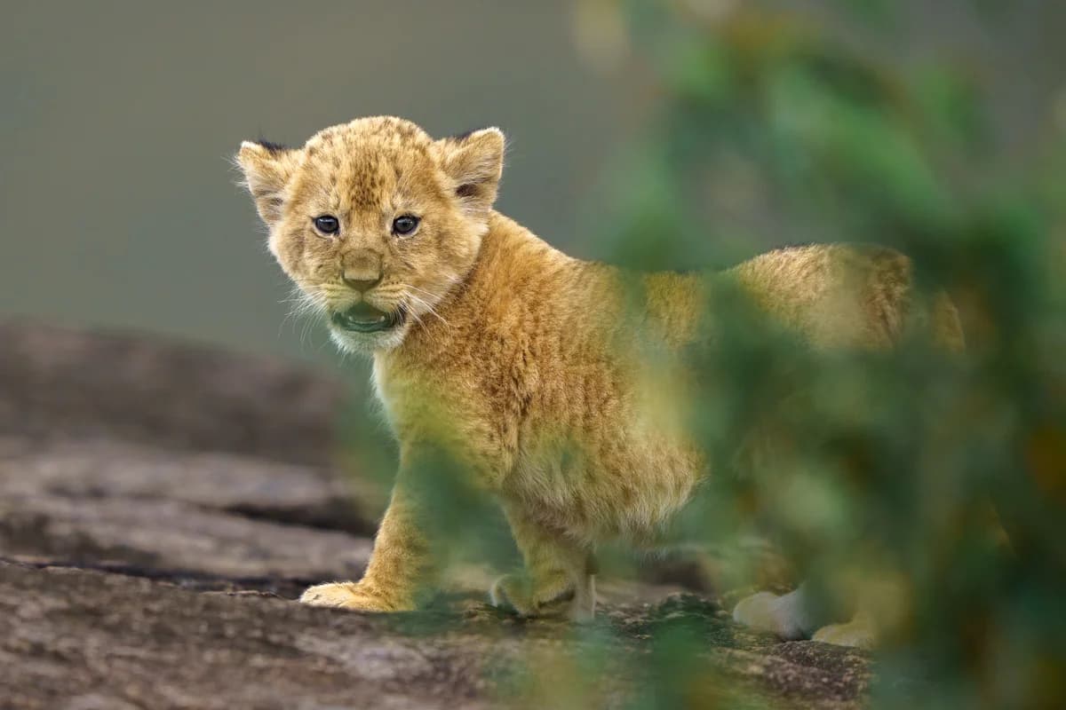 Två lejon som går genom regn och högt gräs i Masai Mara