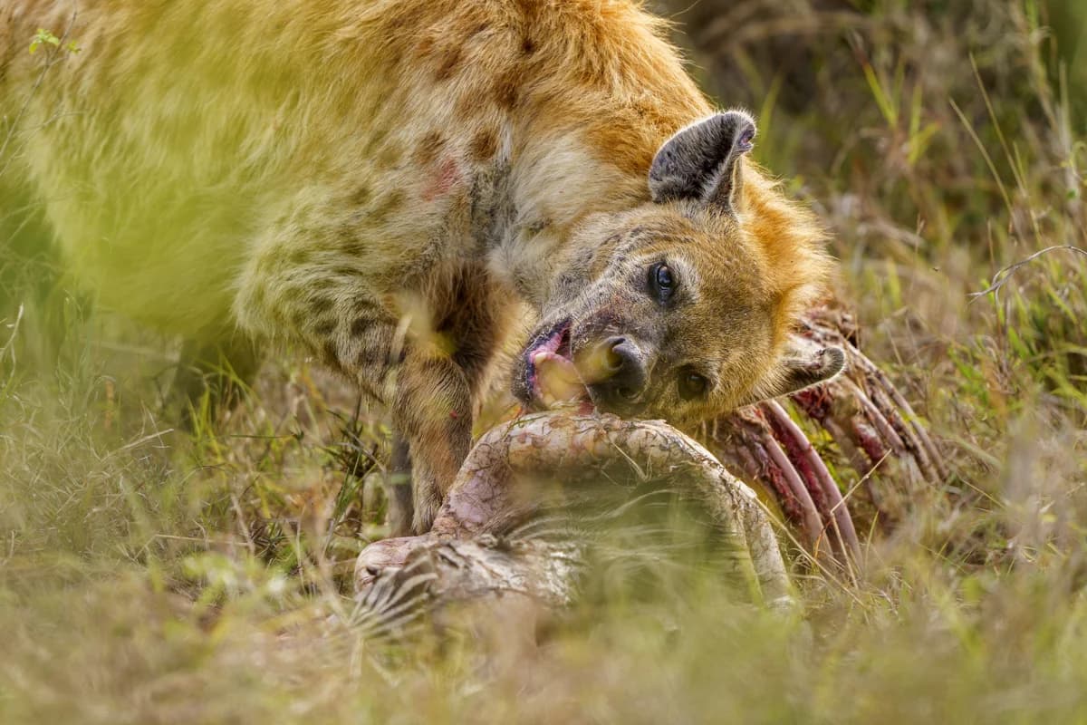 Lejoninna som gapar i profil på savannen i Masai Mara