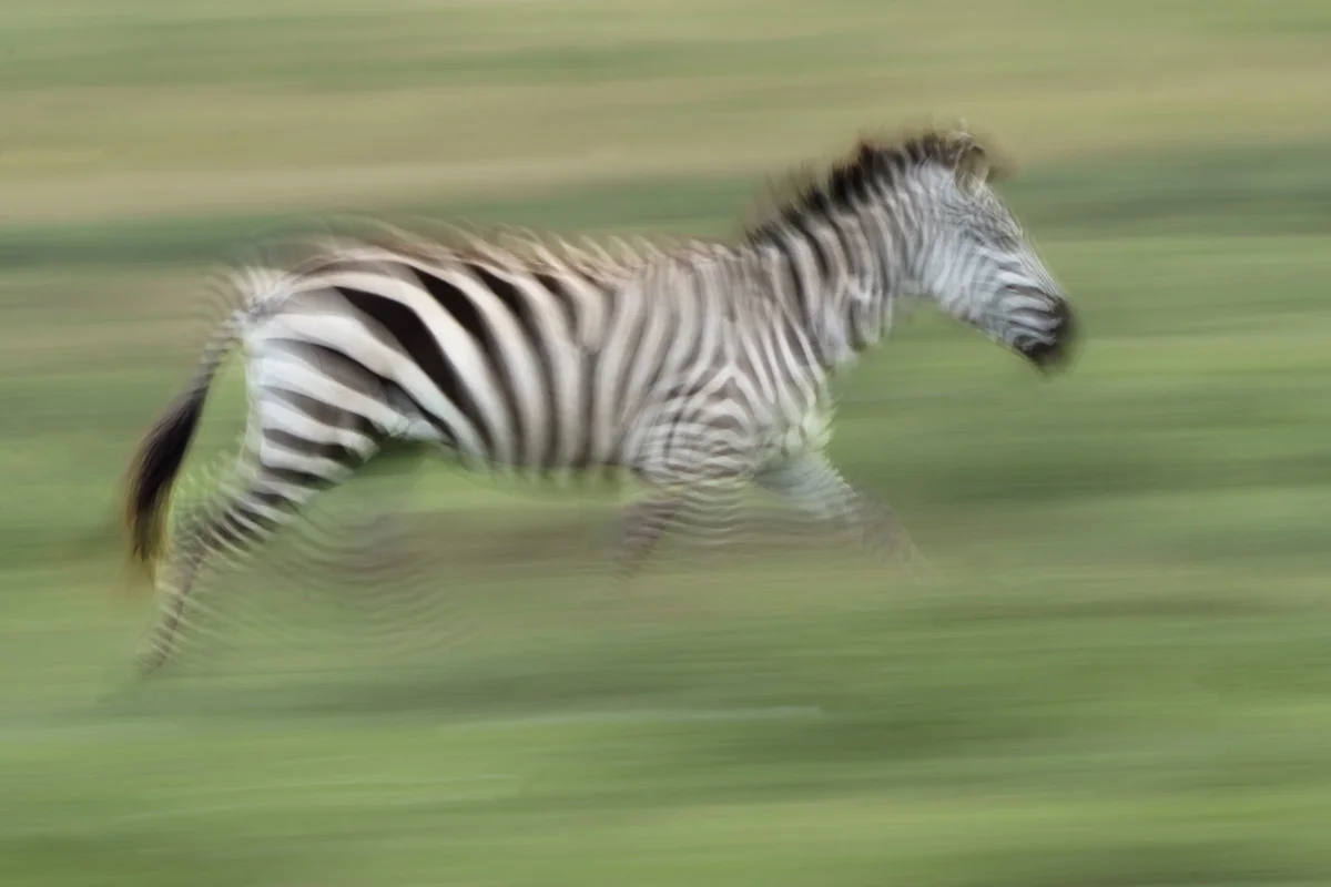 Lejonunge som tittar fram ur buskage i Masai Mara