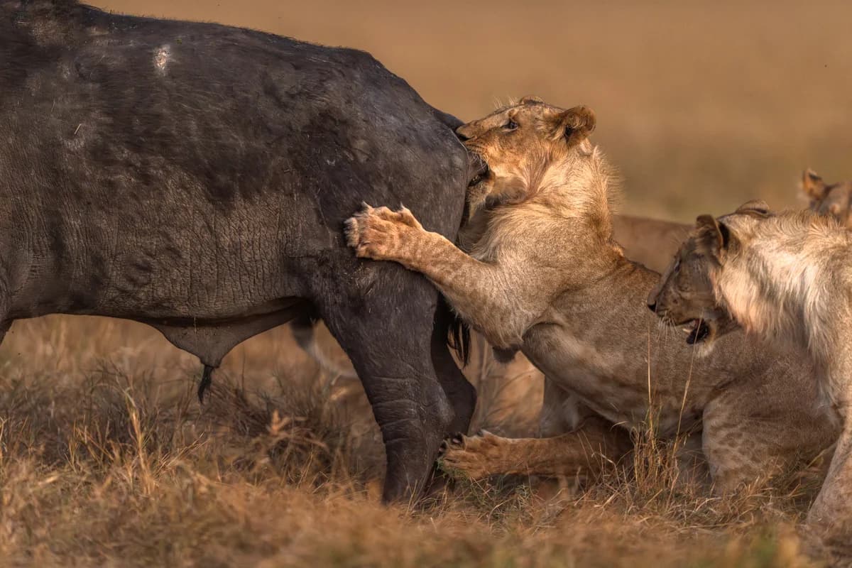 Leopard som äter byte i ett träd i Masai Mara