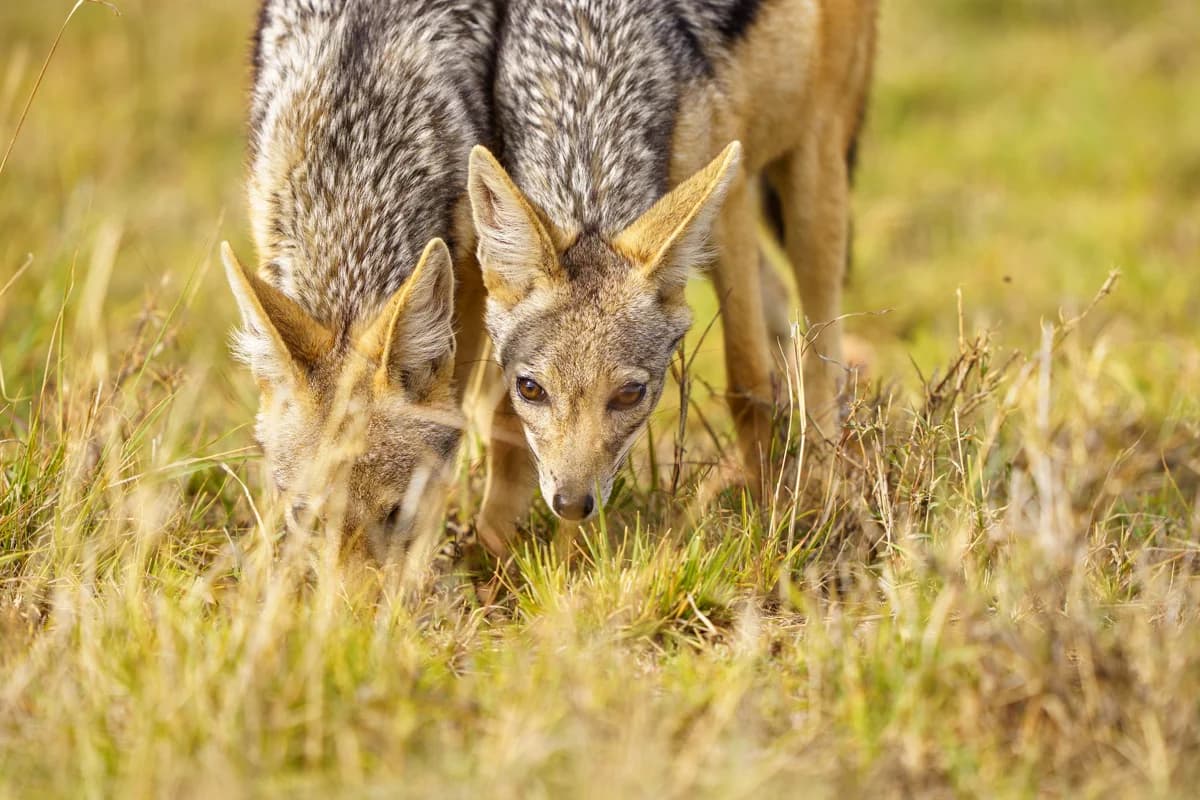 Sekreterarfågel på den öppna savannen i Masai Mara
