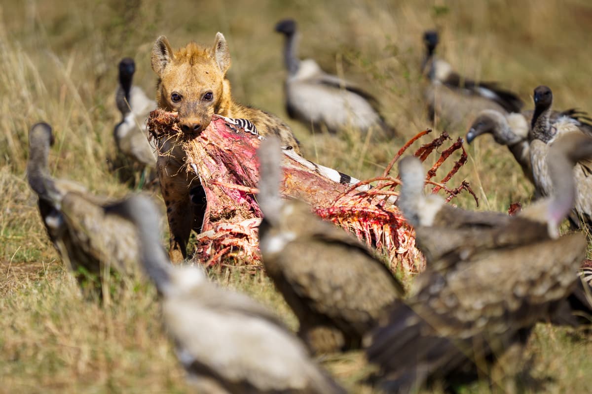 Dubbelbandad löpare i profil mot savannbakgrund i Masai Mara