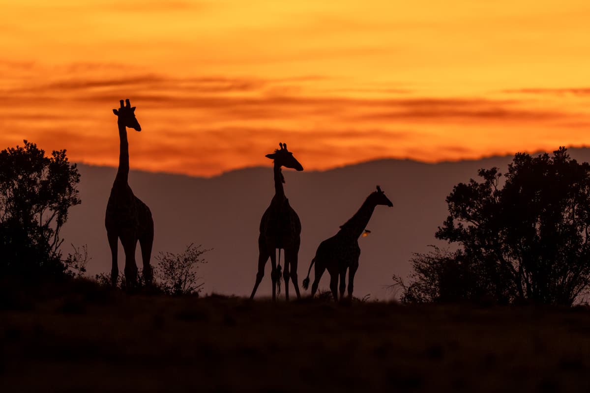 Grå krontrana i högt savanngräs i Masai Mara