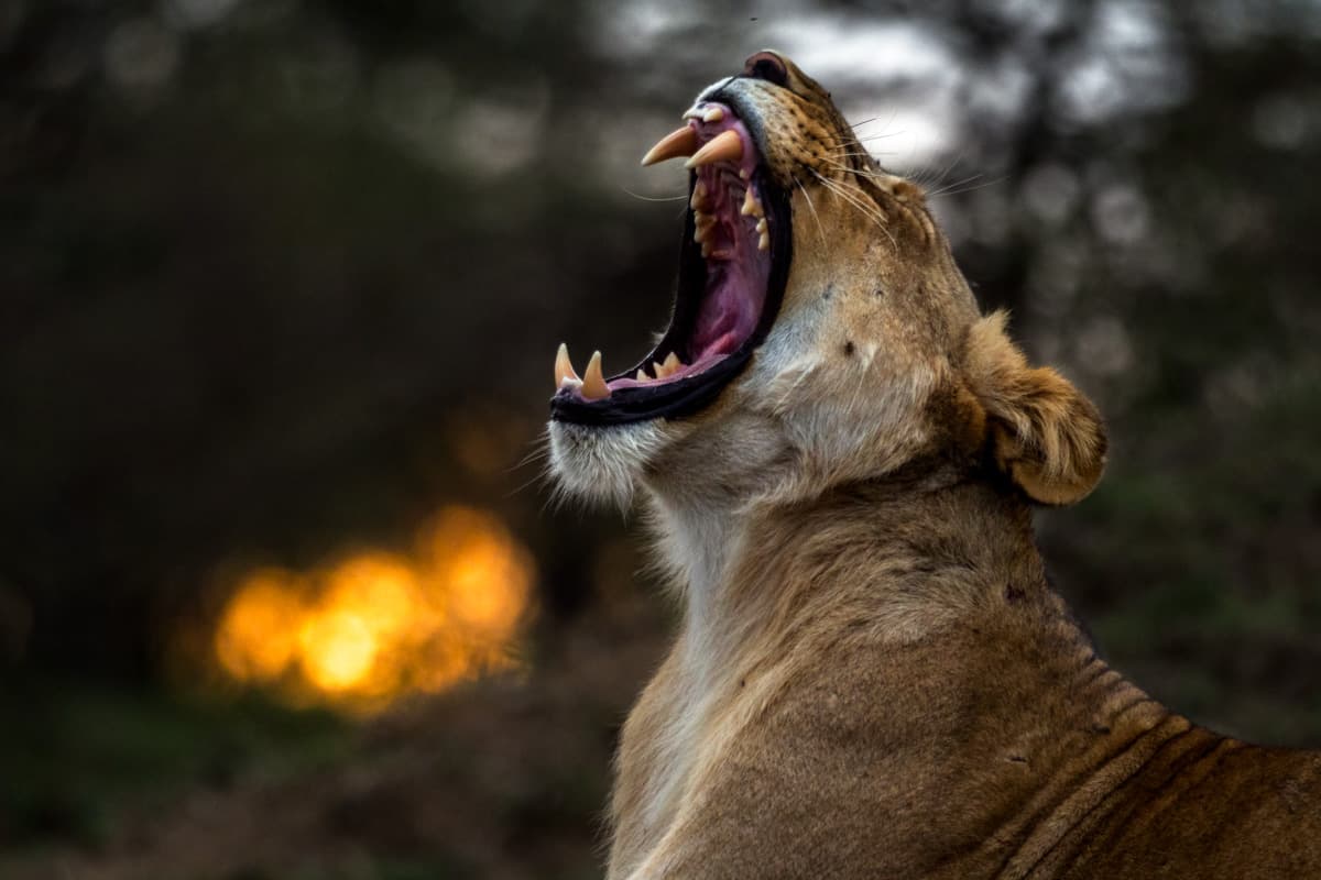 Sydlig jordhornskorpas som går över savanngräs i Masai Mara