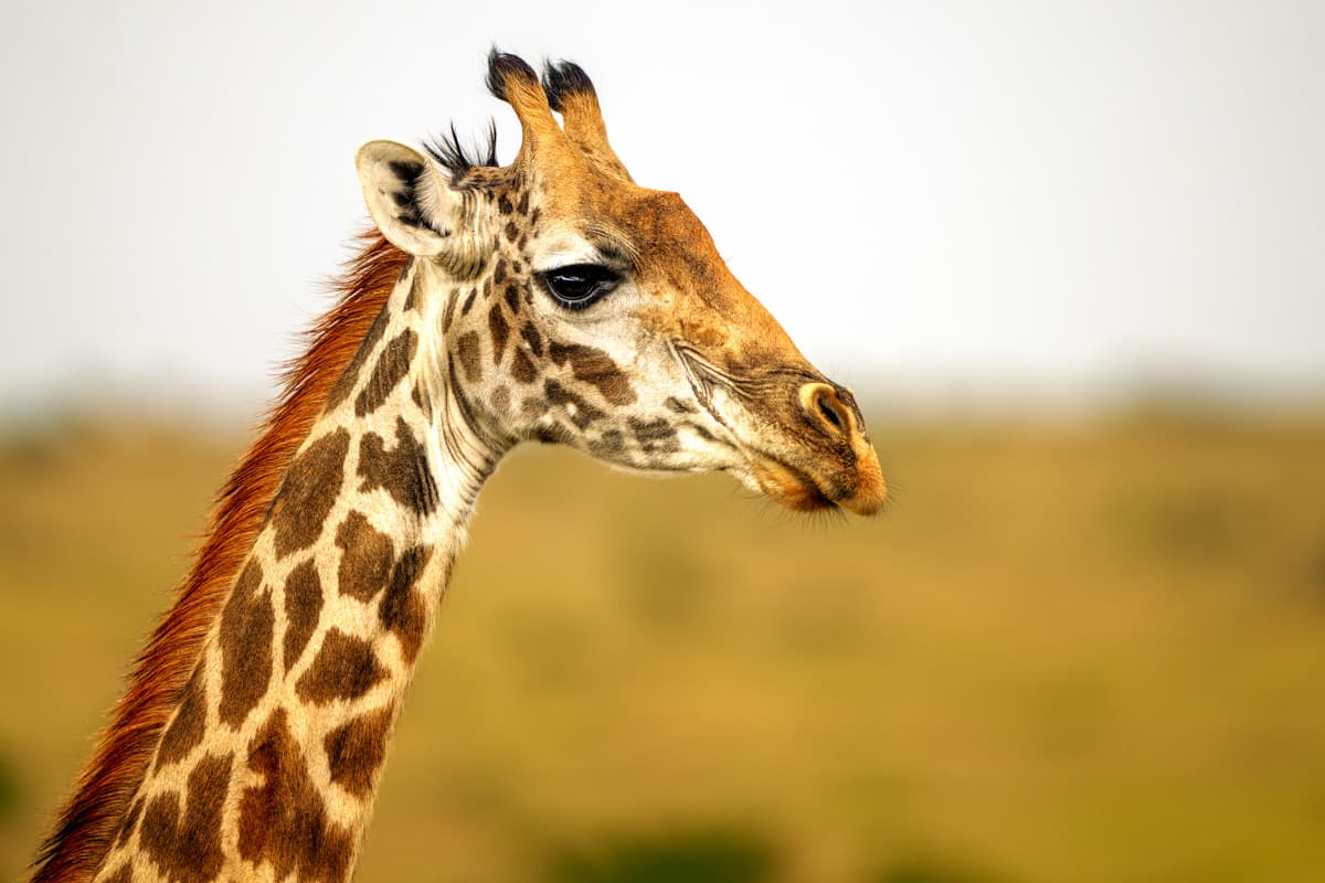 Två sekretärsfåglar på bo i buskage i Masai Mara