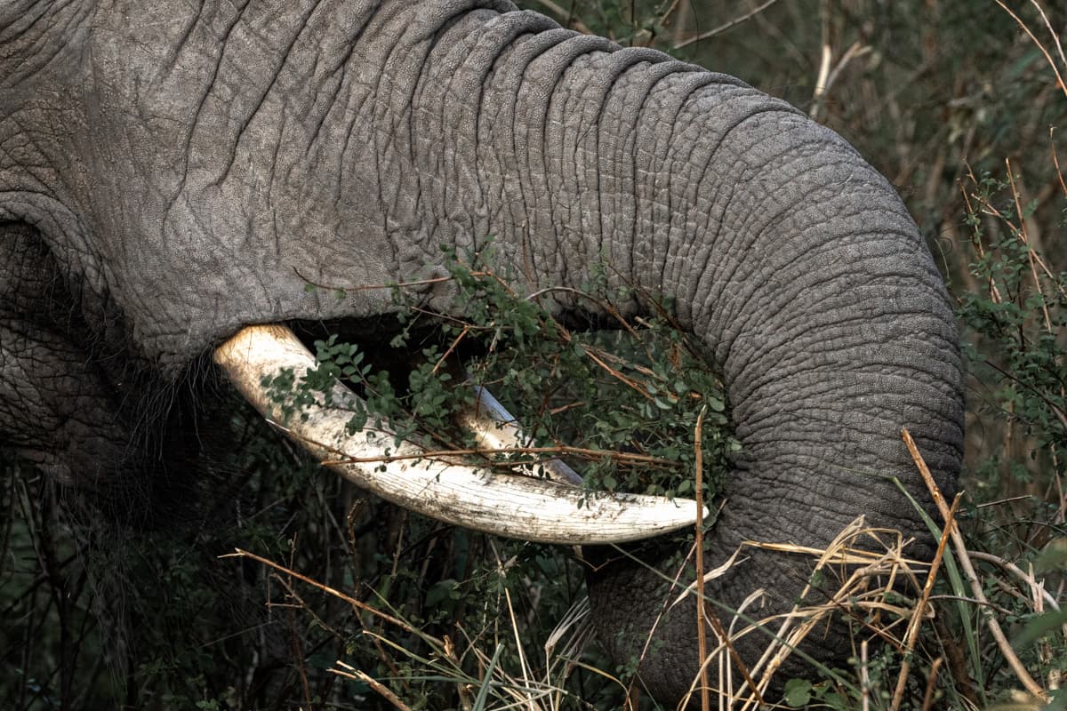 Singlande rovfågel på torr gren i Masai Mara