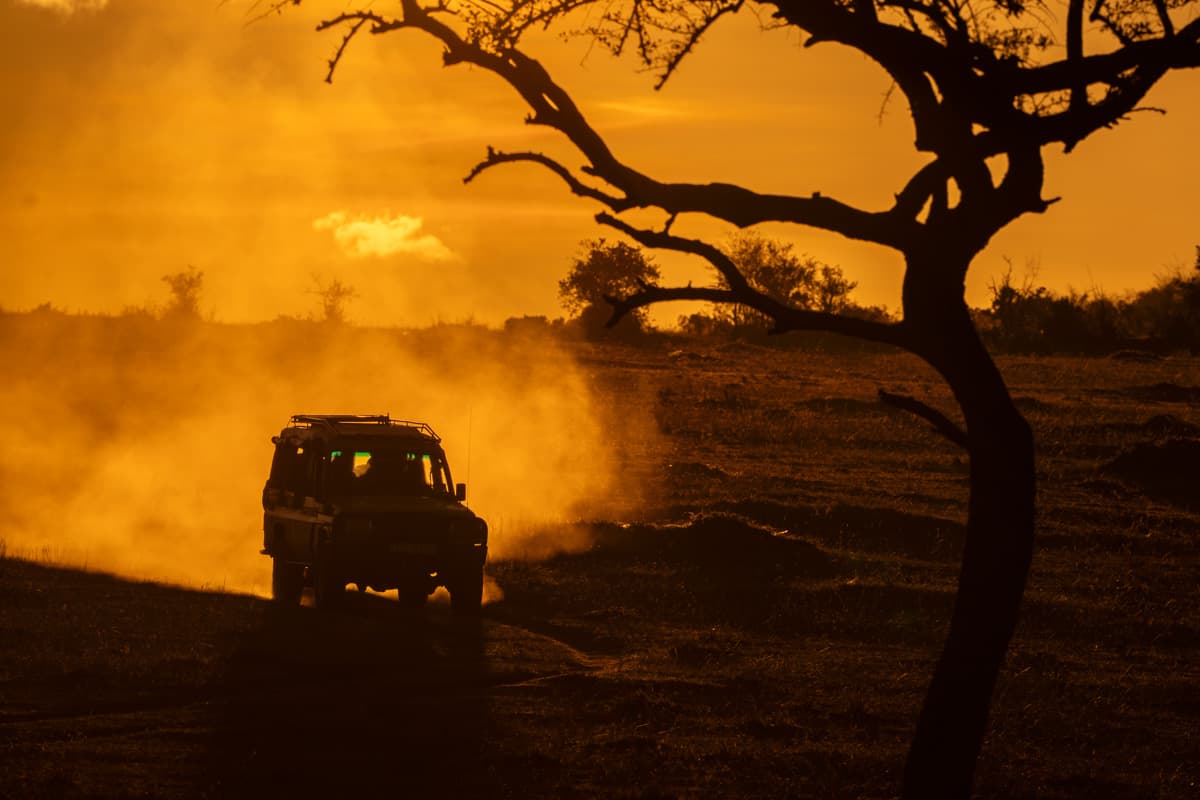 Två skogsjämfalkar i flykt mot en sittande art på gren i Masai Mara
