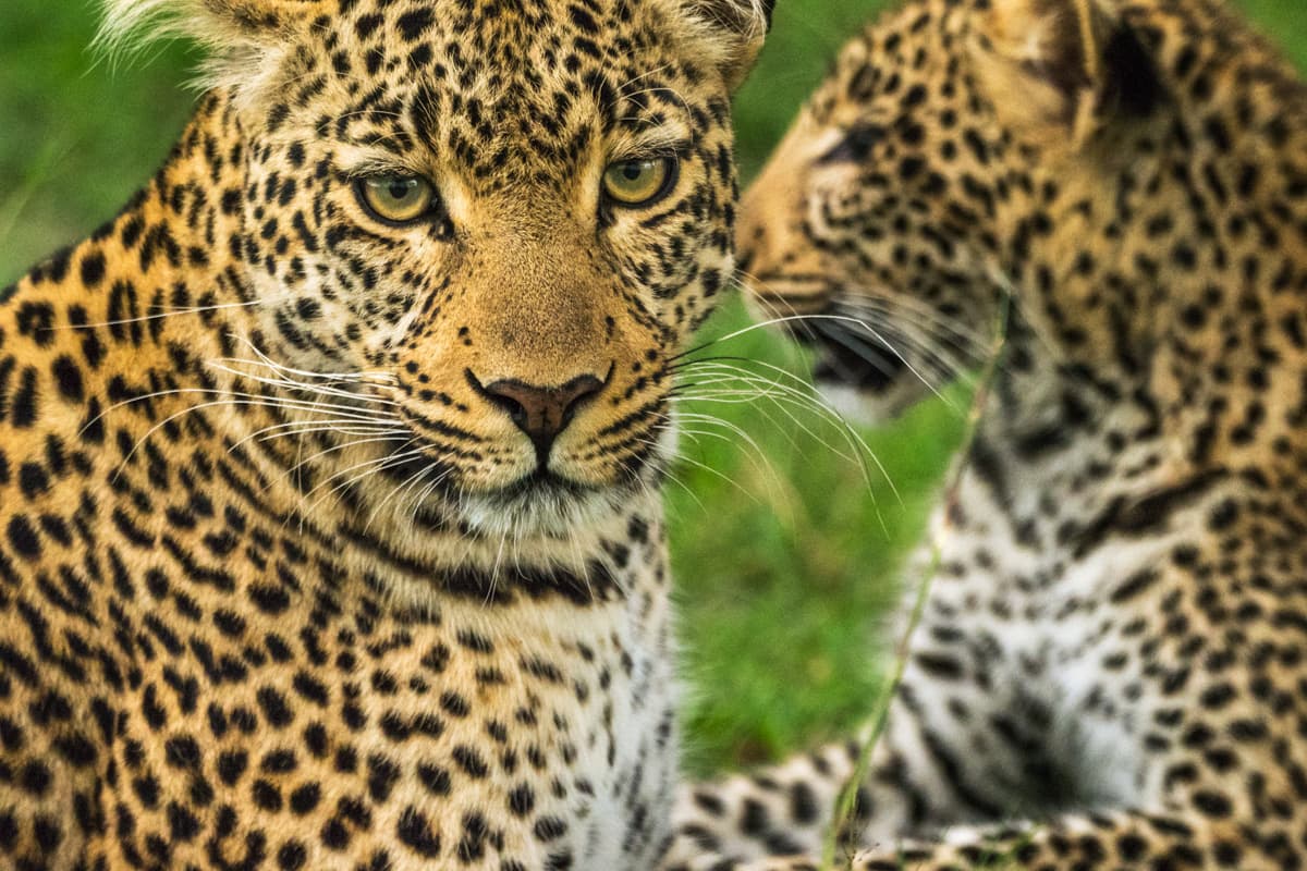 Superb stare på taggig gren i Masai Mara